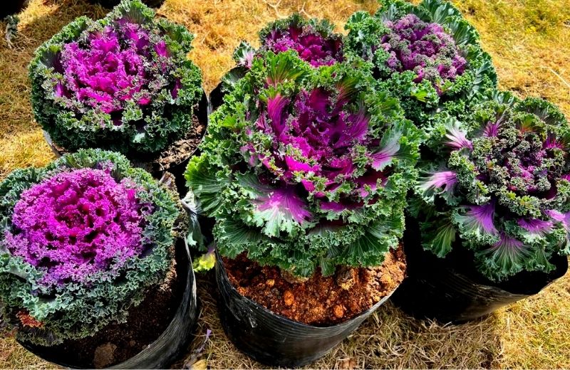 cai kale da lat 2
