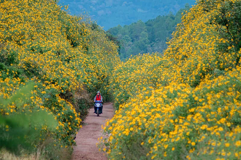 duong dep o da lat 2