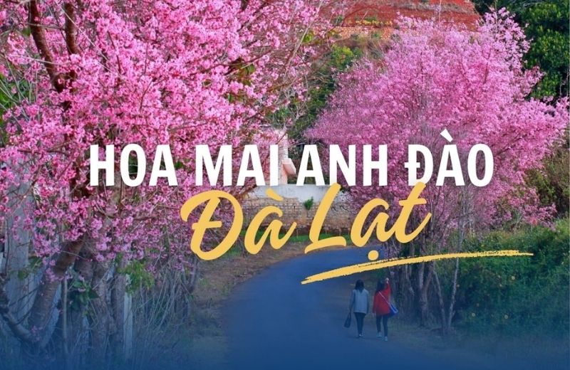 mai anh dao 1