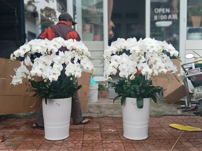 Shop Hoa Tươi Số 1 Đà Lạt - Hoa tươi giao tận nơi Shop Hoa Tươi số 1 Đà Lạt