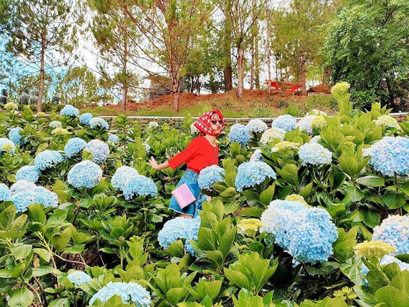 vuon hoa cam tu cau da lat 1