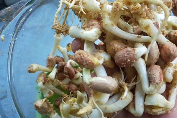 Cách làm giá đậu phộng sạch, nhanh tại nhà đơn giản cach lam gia dau phong 2