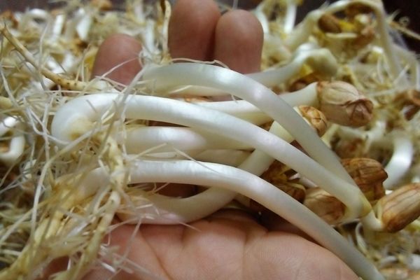 Cách làm giá đậu phộng sạch, nhanh tại nhà đơn giản cach lam gia dau phong 3